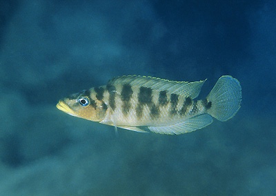 Neolamprologus fasciatus 'Kala'